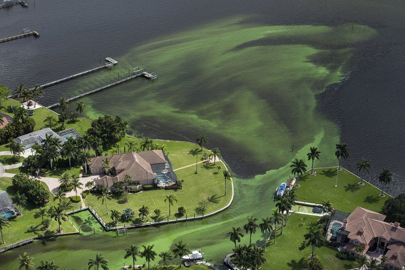 Image of an algae bloom near a series of docks and houses on a shoreline